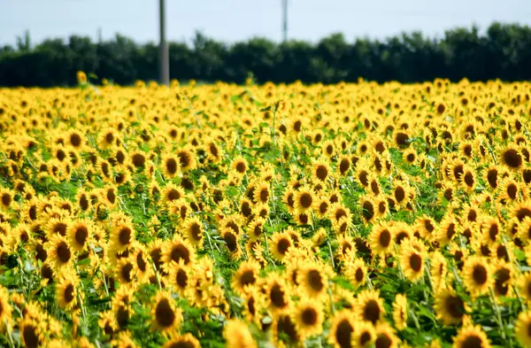 Fält blommande solrosor — Stockfoto