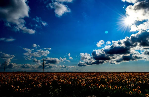 Feld der blühenden Sonnenblumen — Stockfoto