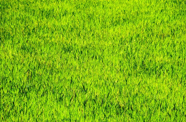 Pirinç paddies içinde pirinç alan — Stok fotoğraf