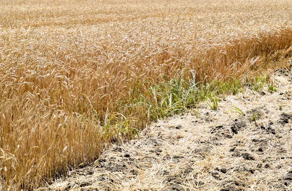 Field of wheat — Stock Photo, Image