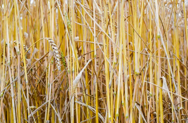 Field of wheat — Stock Photo, Image