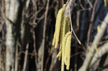 Çiçekli ela fındık