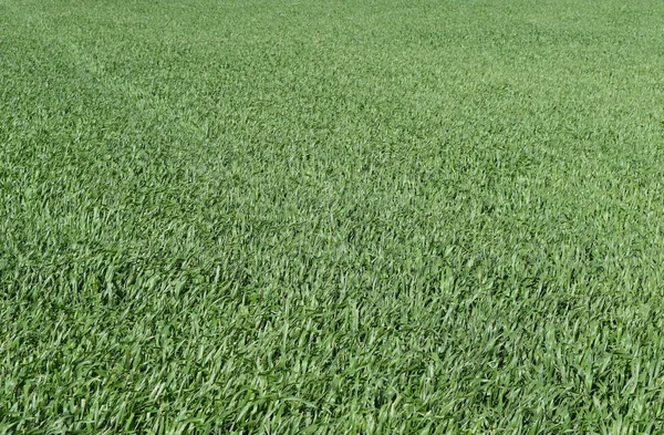 Fältet för unga gröna korn — Stockfoto