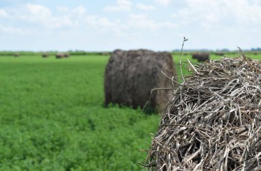 Yonca balya haystacks yerleştirilmiştir