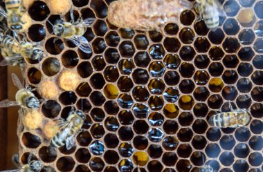 Bal arıları üzerinde ev arı kovanı