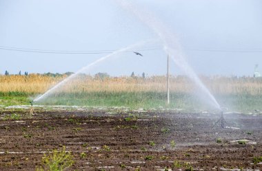 Kavun alanında sulama sistemi. Alanların sulama. Yağmurlama