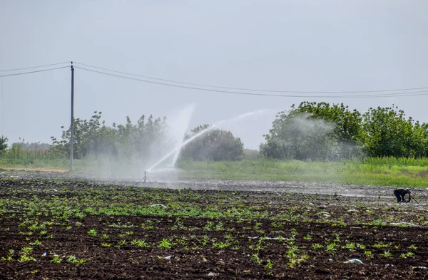 Sistema de riego en el campo de melones. Riego de los campos. Aspersor —  Fotos de Stock