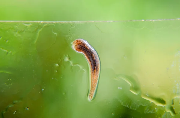 Sangsue sur le verre. Un animal suceur de sang. sous-classe de vers annulaires de la classe de type ceinture. Hirudothérapie — Photo