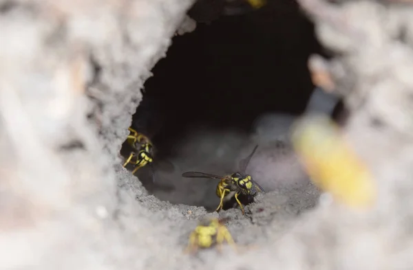 Inicie sesión en la ranura vespula vulgaris — Foto de Stock