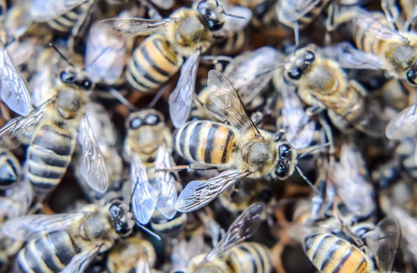 stock image Macro photograph of bees. Dance of the honey bee. Bees in a bee hive on honeycombs.