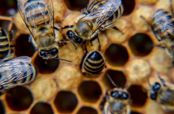 Макрофотография пчел. Танец медоносной пчелы. Пчелы в пчелином улье на сотах . — стоковое фото