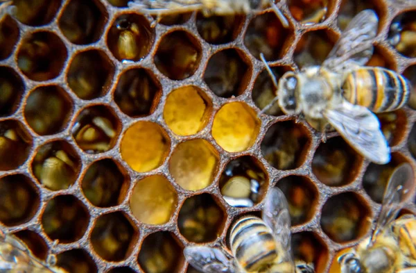 Makro fotografie včel. Tanec včelí med. Včely v úlu včela na voštiny. — Stock fotografie