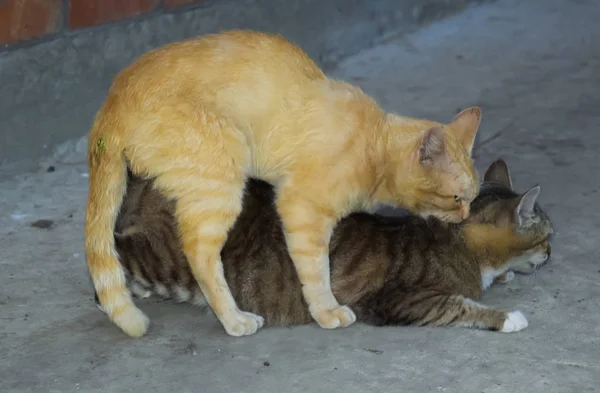 Спаривание домашних кошек — стоковое фото