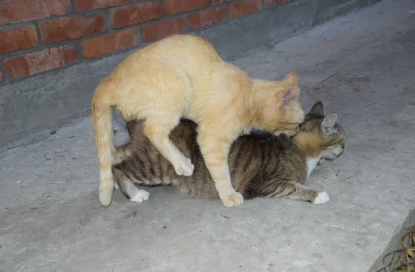 Apareamiento gatos domésticos — Foto de Stock