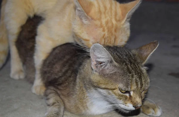 Ζευγάρωμα κατοικίδιες γάτες — Φωτογραφία Αρχείου