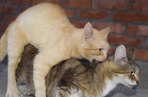 Berpasangan kucing domestik — Stok Foto