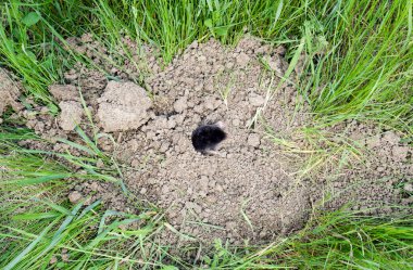 Köstebek delikten çıkar. Siyah ben. Köstebekten bir yığın toprak. Yeraltı hayvanı köstebektir..