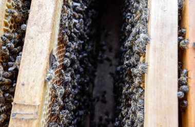 Açık arı kovanı. Kovan petek ile plank. Arıların kovan sürün. Bal arısı.