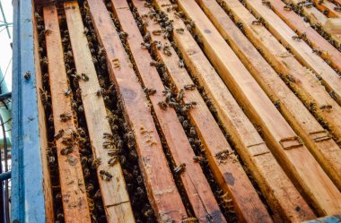 Açık arı kovanı. Kovan petek ile plank. Arıların kovan sürün. Bal arısı.