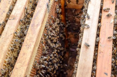 Açık arı kovanı. Kovan petek ile plank. Arıların kovan sürün. Bal arısı.