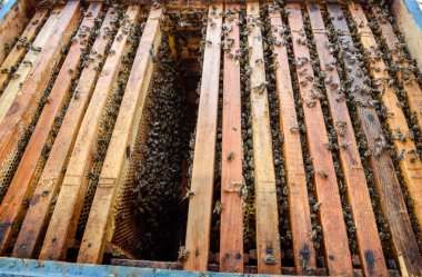 Açık arı kovanı. Kovan petek ile plank. Arıların kovan sürün. Bal arısı.