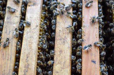 Açık arı kovanı. Kovan petek ile plank. Arıların kovan sürün. Bal arısı.