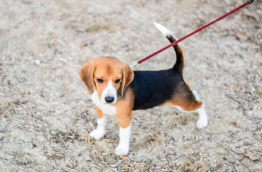 Tasmalı köpek yavrusu. Köpek tasma yürüyen.