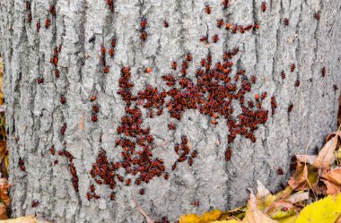 Kırmızı böcek güneşin ağaç kabuğu üzerinde güneşlenmek. Sonbahar sıcak-askerler böcekler için