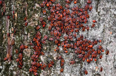 Kırmızı böcek güneşin ağaç kabuğu üzerinde güneşlenmek. Sonbahar sıcak-askerler böcekler için