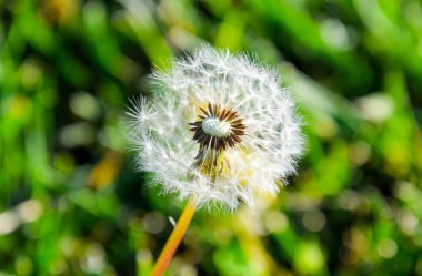 Olgunlaşmış karahindiba tohumları. Kabarık karahindiba. Karahindiba çayırda.