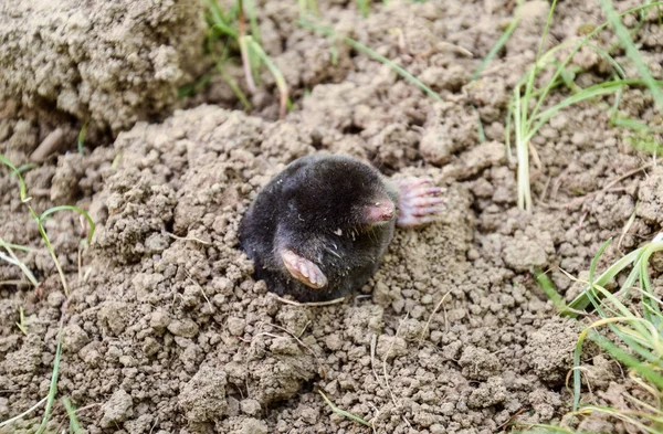 Mullvaden klättrar ut ur hålet. Svart födelsemärke. En jordhög från en mullvad. Ett underjordiskt djur är en mullvad.. — Stockfoto