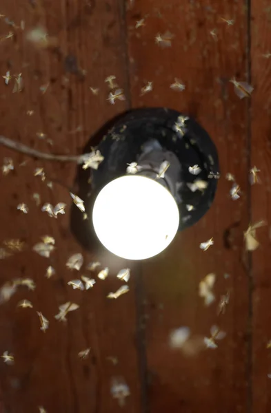 Nacht insecten op een lamp — Stockfoto