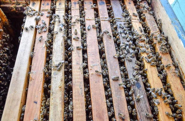 Open bee hive. Plank with honeycomb in the hive. The bees crawl along the hive. Honey bee.