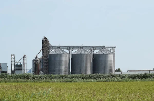 필드 가운데 쌀 공장 — 스톡 사진
