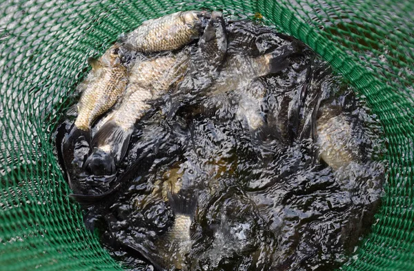 Flussfische in einem grünen Plastikgitter in einem Teich. Fische fangen. Karpfen a — Stockfoto