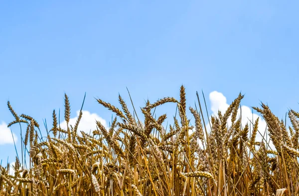 Gökyüzüne karşı buğday başakları — Stok fotoğraf