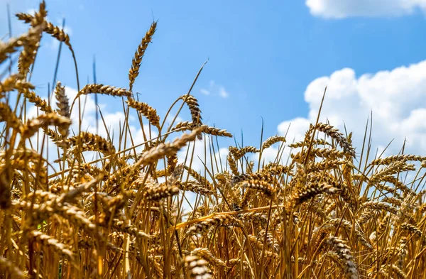 Gökyüzüne karşı buğday başakları — Stok fotoğraf