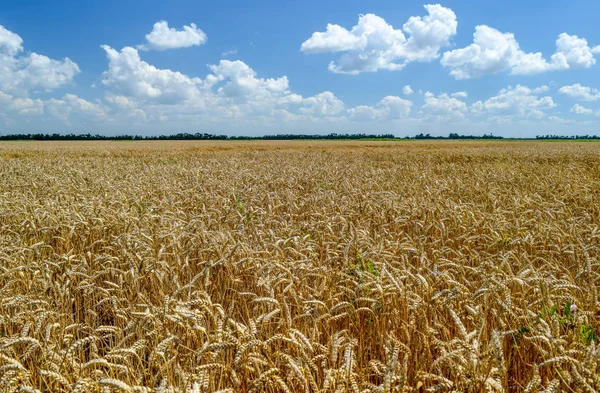 Gökyüzüne karşı buğday başakları