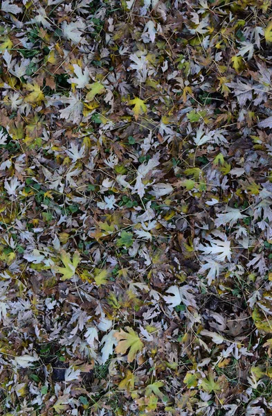 Bladene er gule på jorden. Efterårsbladet falder - Stock-foto