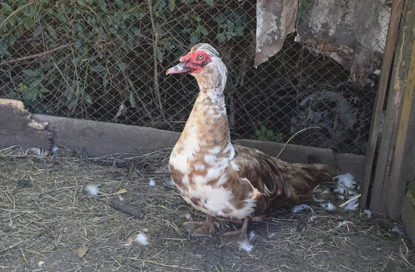 O pato almiscarado — Fotografia de Stock