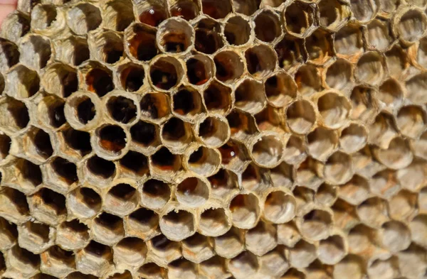 Aspen, yuva olduğunu polist. Aspen üreme mevsimi sonunda iç içe. Bal peteğin içinde hisse senetleri. Kavak tatlım. Vespa