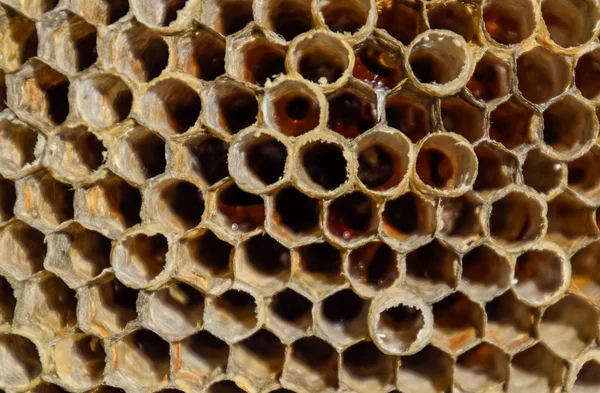 Aspen, yuva olduğunu polist. Aspen üreme mevsimi sonunda iç içe. Bal peteğin içinde hisse senetleri. Kavak tatlım. Vespa