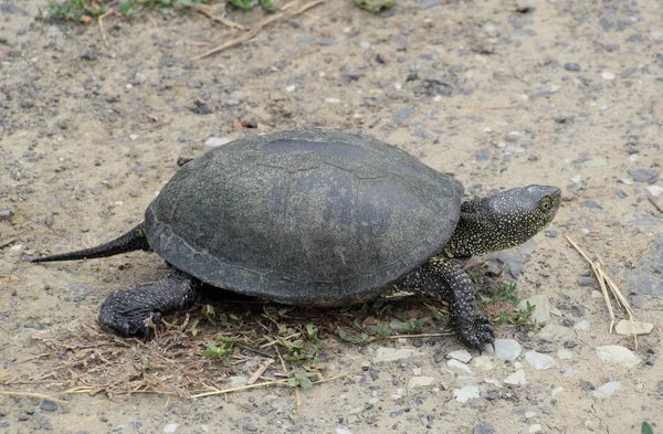 Черепаха лежит на голой почве. Обычная речная черепаха умеренных широт. Черепаха древняя рептилия. . — стоковое фото