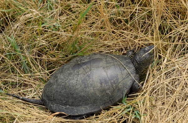 Черепаха ползает по сухой траве. Обычная речная черепаха умеренных широт. Черепаха древняя рептилия. . — стоковое фото