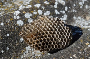 Vespiary. Yaban arıları polist.