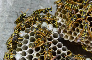 Vespiary. Yaban arıları polist.
