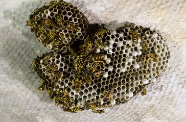 Vespiary. Yaban arıları polist.