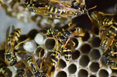 Vespiary. Yaban arıları polist.