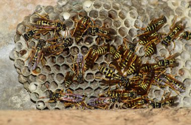 Vespiary. Yaban arıları polist.