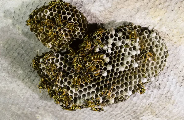 Vespiary. Yaban arıları polist.